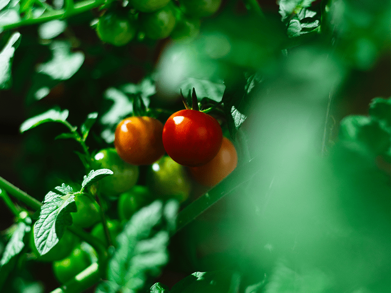 Restaurant autonome - potager